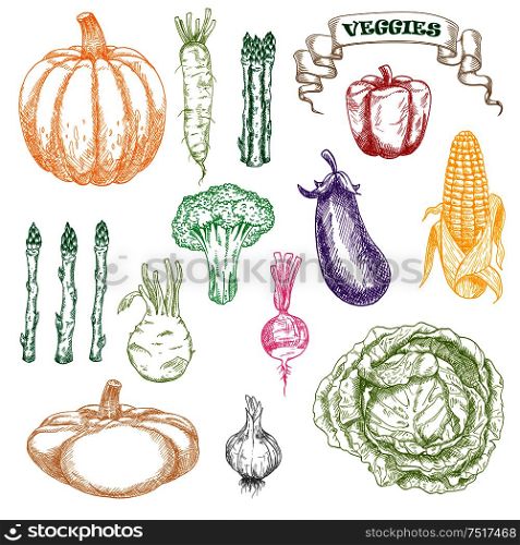 Wholesome and fresh eggplant, sweet yellow corn cob and red bell pepper, green broccoli and cabbage, asparagus and kohlrabi, zesty radishes and garlic, orange pumpkin and patty pan squash vegetables colored sketch. Colored sketch of wholesome and fresh vegetables