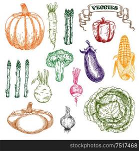 Wholesome and fresh eggplant, sweet yellow corn cob and red bell pepper, green broccoli and cabbage, asparagus and kohlrabi, zesty radishes and garlic, orange pumpkin and patty pan squash vegetables colored sketch. Colored sketch of wholesome and fresh vegetables