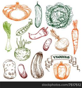Wholesome fresh orange carrot and bell pepper, green juicy cabbage and cucumber, sweet pea, kohlrabi and leek, ripe beans and potato, zucchini and patty pan squash, hot chili pepper and onion vegetables sketches. Colored sketched vegetables for agriculture design