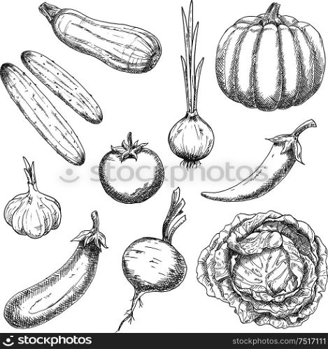 Wholesome organically grown farm vegetables sketch symbols with pumpkin, cabbage, garlic, onion, chili pepper, tomato, eggplant, cucumbers, beet and zucchini. May be use as old fashioned recipe book, vegetarian menu or agriculture design . Farm vegetables sketches for agriculture design