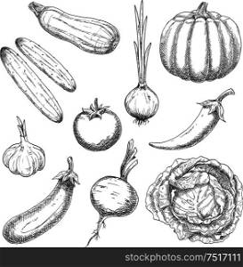 Wholesome organically grown farm vegetables sketch symbols with pumpkin, cabbage, garlic, onion, chili pepper, tomato, eggplant, cucumbers, beet and zucchini. May be use as old fashioned recipe book, vegetarian menu or agriculture design . Farm vegetables sketches for agriculture design