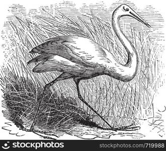 Whooping cranes (Grus Americana) vintage engraving.Old engraved illustration of a beautiful north american whooping crane.