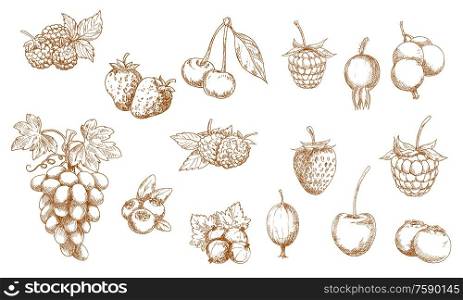 Wild and garden berry isolated sketches. Vector strawberry, raspberry, cherry and blueberry, blackberry, cranberry, red and black currant, gooseberry, bilberry, grape and briar berry objects. Berries and fruits isolated vector sketches
