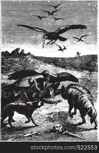 Wild beasts inhabitants of the land, vintage engraved illustration.