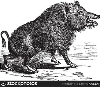 Wild boar or Sus scrofa or Wild pig or Wild hog or Razorback or Boar or European Boar, vintage engraving. Old engraved illustration of Wild boar.
