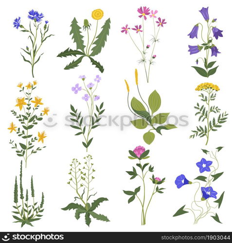 Wild botany and herbs, isolated grass and flowers with bloom and lush foliage. Dandelions and bletilla, clover and bellflower. Branches and petals of tender flourishing. Vector in flat style. Grass flowers and bushes, wildflowers leafy botany