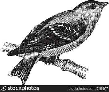 Wild Canary or American Goldfinch or Eastern Goldfinch, vintage engraving. Old engraved illustration of a Wild Canary.