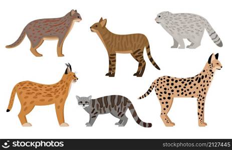 Wild cats set. Cartoon big aggressive mammals, fluffy zoo characters, serval jungle cat pallas cat rusty spotted cat caracal vector illustration, cute predators wildlife isolated on white background. Wild cats set