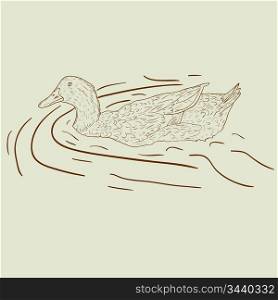 Wild duck. Hand-painted vector illustration.