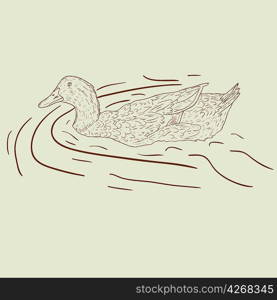 Wild duck. Hand-painted vector illustration.