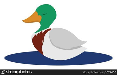 Wild duck, illustration, vector on white background.