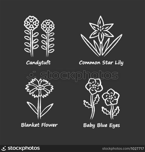 Wild flowers chalk icons set. Candytuft, common star lily, baby blue eyes, blanket flower. Blooming wildflowers, weed. Spring blossom. Field, meadow plants. Isolated vector chalkboard illustrations
