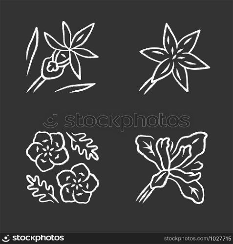 Wild flowers chalk icons set. Common star lily, calypso orchid, baby blue eyes, douglas iris. Blooming wildflowers, weed. Spring plants blossom. Isolated vector chalkboard illustrations