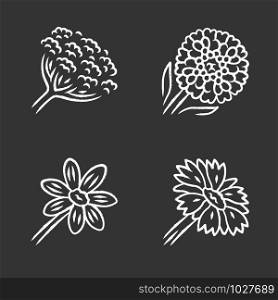 Wild flowers chalk icons set. Cow parsnip, candytuft, coreopsis, blanket flower. Blooming wildflowers, weed. Spring blossom. Field, meadow plants. Isolated vector chalkboard illustrations