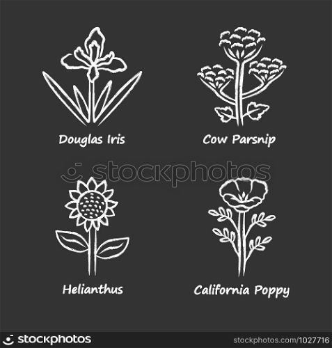 Wild flowers chalk icons set. Douglas iris, cow parsnip, helianthus, california poppy. Blooming wildflowers, weed. Spring blossom. Field, meadow herbaceous plants. Isolated chalkboard illustrations