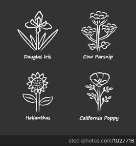 Wild flowers chalk icons set. Douglas iris, cow parsnip, helianthus, california poppy. Blooming wildflowers, weed. Spring blossom. Field, meadow herbaceous plants. Isolated chalkboard illustrations
