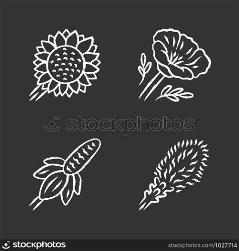 Wild flowers chalk icons set. Helianthus, California poppy, mexican hat, liatris. Blooming wildflowers, weed. Spring blossom. Field, meadow plants. Isolated vector chalkboard illustrations