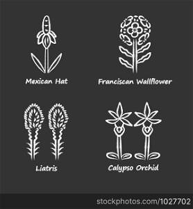 Wild flowers chalk icons set. Mexican hat, franciscan wallflower, liatris, calypso orchid. California flora with name inscription. Blooming wildflowers, weed. Isolated vector chalkboard illustrations