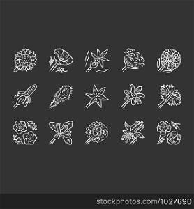 Wild flowers chalk icons set. Spring blossom. California wildflowers. Garden decorative blooming plants. Botanical bundle. Meadow and field flowers, weed. Isolated vector chalkboard illustrations