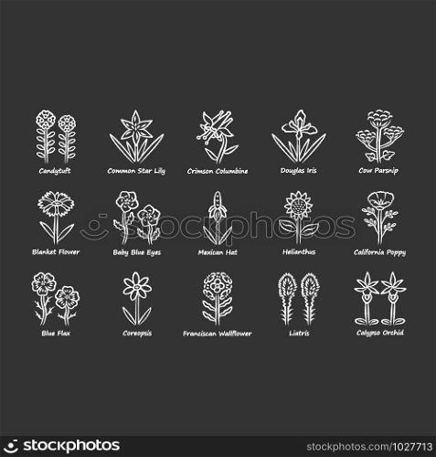 Wild flowers chalk icons set. Spring blossom. California wildflowers with names. Garden blooming plants. Botanical bundle. Meadow and field weed. Isolated vector chalkboard illustrations