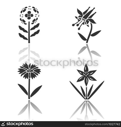 Wild flowers drop shadow black glyph icons set. Franciscan wallflower, crimson columbine, common star lily, blanket flower. Blooming wildflowers, weed. Field plants. Isolated vector illustrations