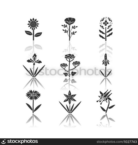Wild flowers drop shadow black glyph icons set. Helianthus, california poppy, franciscan wallflower, douglas iris, cow parsnip, crimson columbine, blanket flower. Isolated vector illustrations