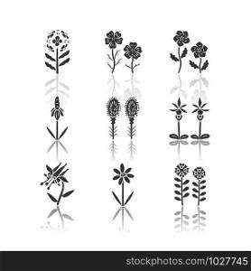 Wild flowers drop shadow black glyph icons set. Franciscan wallflower, linum, blue eyes, mexican hat, liatris, calypso orchid, crimson columbine, coreopsis, candytuft. Isolated vector illustrations