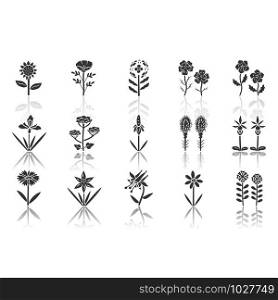 Wild flowers drop shadow black glyph icons set. Spring blossom. California wildflowers, weed with names. Garden blooming plants inflorescences. Botanical bundle. Isolated vector illustrations