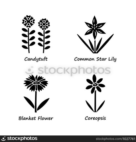 Wild flowers glyph icons set. Candytuft, common star lily, coreopsis, blanket flower. Blooming wildflowers, weed. Field, meadow herbaceous plants. Silhouette symbols. Vector isolated illustration