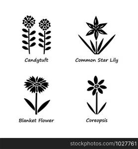Wild flowers glyph icons set. Candytuft, common star lily, coreopsis, blanket flower. Blooming wildflowers, weed. Field, meadow herbaceous plants. Silhouette symbols. Vector isolated illustration