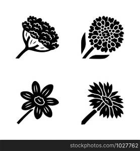 Wild flowers glyph icons set. Cow parsnip, candytuft, coreopsis, blanket flower. Blooming wildflowers, weed. Field, meadow herbaceous plants. Silhouette symbols. Vector isolated illustration