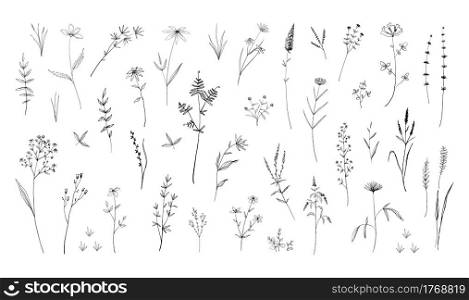 Wild flowers. Hand drawn field blooming herbs with leaves or stems. Black and white doodle summer blossom. Isolated decorative floral elements set. Botanical herbarium sketch. Vector nature background. Wild flowers. Hand drawn field blooming herbs with leaves or stems. Black and white doodle blossom. Decorative floral elements set. Botanical herbarium sketch. Vector nature background