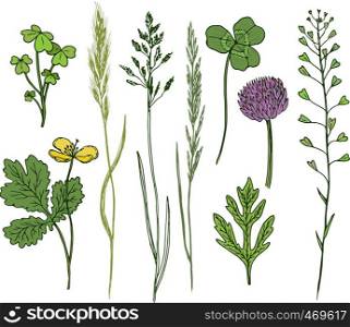 Wild flowers hand drawn set. Ink herbs in color. Herbal medicine vector illustration.
