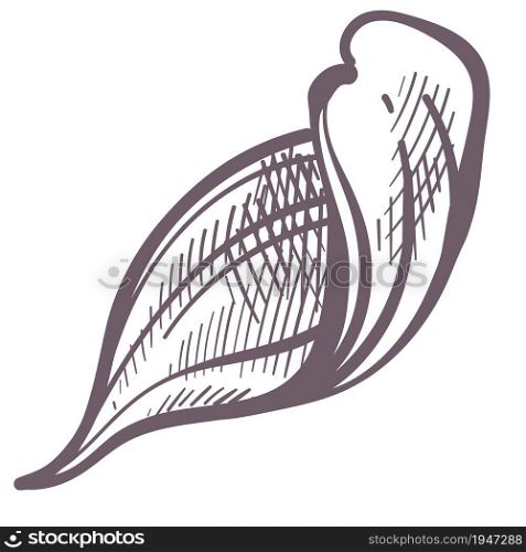 Wild foliage of natural plant, isolated leaf of flower, bush or tree. Tropical or exotic leafage, monochrome sketch outline. Blossom of herb, vintage drawn design. Vector in flat style illustration. Natural plant leaf of tree or flower, foliage