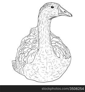 Wild goose. Hand-painted vector illustration.