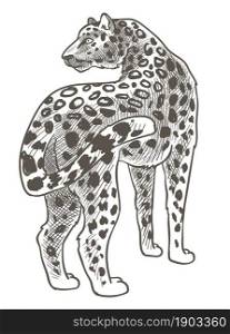 Wild mammal living in savannah or prairie, isolated leopard animal with spotted fur and long tail. Nature and wilderness, carnivore tiger or cheetah. Monochrome sketch outline. Vector in flat style. Leopard animal with spotted fur, wild mammals