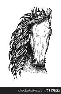 Wild mustang isolated sketch symbol for wildlife theme or t-shirt print design usage with close up portrait of a head of american free-roaming or feral horse.. American wild west mustang sketch icon