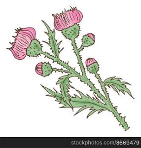 Wild pink flower. Leuzea plant. Maral root herb isolated on white background. Wild pink flower. Leuzea plant. Maral root herb