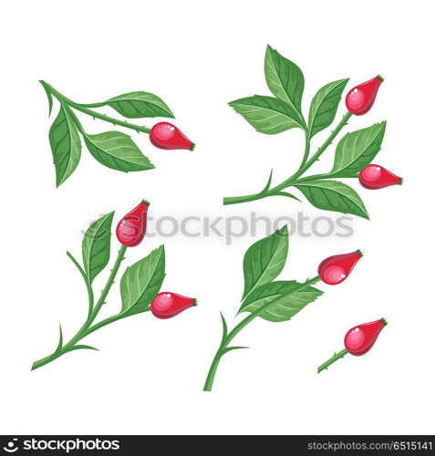 Wild Rose Hip with Berries Isolated. Briar Twig. Wild rose hip with berries isolated on white background. Briar twig. Dog rose berries. Stylized branch of red berries. Can be used for greeting card design. Winter season holidays. Vector