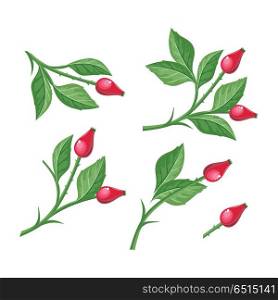 Wild Rose Hip with Berries Isolated. Briar Twig. Wild rose hip with berries isolated on white background. Briar twig. Dog rose berries. Stylized branch of red berries. Can be used for greeting card design. Winter season holidays. Vector