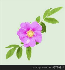 Wild rose isolated on green background. Vector illustration.
