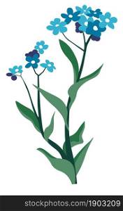 Wildflower botany plant, isolated blue- eyed grass with tender petals and flourishing. Aromatic wild matthiola, field or meadow vegetation and countryside blooming leaves. Vector in flat style. Blue eyed grass, wildflower vegetation botany