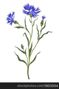 Wildflower in blossom, isolated cornflower with leaves and flourishing. Isolated spring or summer meadow or field greenery. Botany and lush blooming of plants. Centaurea cyanus, vector in flat style. Cornflower decorative wildflower in blossom vector
