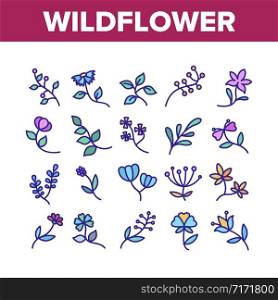 Wildflower Natural Collection Icons Set Vector. Wildflower Branch And Flower Bouquet, Blooming Nature Floral Botany Plant Concept Linear Pictograms. Color Contour Illustrations. Wildflower Natural Collection Icons Set Vector