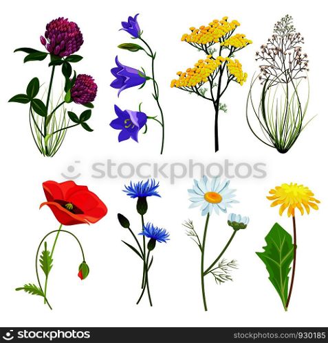 Wildflowers and herbs. Botanical set with anise meadow buttercup vector collection in cartoon style. Botanical flower, wild floral blossom illustration. Wildflowers and herbs. Botanical set with anise meadow buttercup vector collection in cartoon style