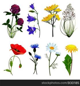 Wildflowers and herbs. Botanical set with anise meadow buttercup vector collection in cartoon style. Botanical flower, wild floral blossom illustration. Wildflowers and herbs. Botanical set with anise meadow buttercup vector collection in cartoon style