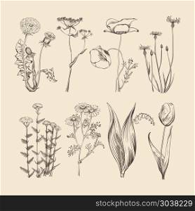 Wildflowers, herbs and flower hand drawing vector illustration. Wildflowers, herbs and flowers. Spring and summer botanical vector collection. Flower spring, herb and flower nature, botanical hand drawing herbal and flower illustration