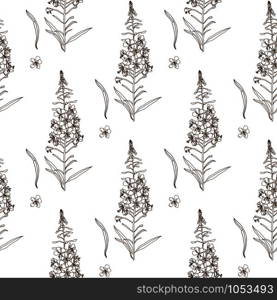 Willow herb seamless pattern. Outline hand drawn botanical vector illustration for packaging, textile print, wallpaper, wrapping paper.. Willow herb seamless pattern. Hand drawn botanical vector illustration for packaging, textile print, wallpaper, wrapping paper.