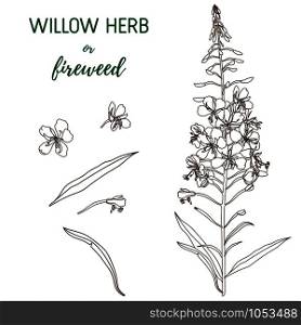 Willow Herb vector set. Chamerion angustifolium, fireweed, rosebay hand drawn botanical illustration. Health and nature set of medical plant for design package tea.. Willow Herb vector set. Hand drawn botanical illustration.