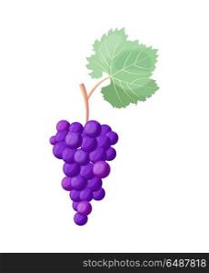 Wine Grapes Icon Vector Illustration on White. Closeup of wine grapes icon with ripe and very tasty juicy berries of purple color and big green leaf vector illustration isolated on white